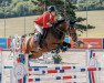 jumper Arabesque Elyette Hr (Czech Warmblood, 2017, from Caruso 279)