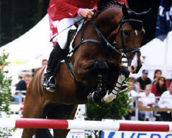 Deckhengst Caruso 279 (Holsteiner, 1996, von Caretino)