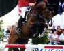 stallion Caruso 279 (Holsteiner, 1996, from Caretino)
