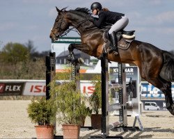 jumper Miss Elita (KWPN (Royal Dutch Sporthorse), 2017, from Eldorado vd Zeshoek Tn)