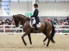 dressage horse Seal (Trakehner, 2005, from Gribaldi)