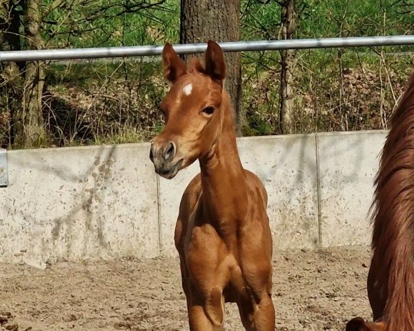 dressage horse Formidable (Oldenburg, 2023, from Fynch Hatton)