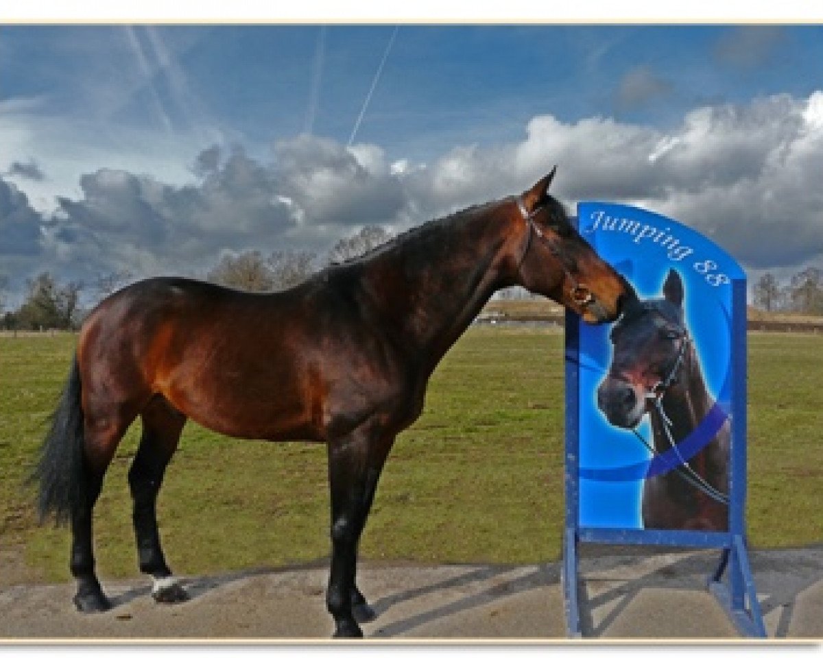 stallion Dandy du Marais II (Selle Français, 1991, from Le Tot de Semilly)