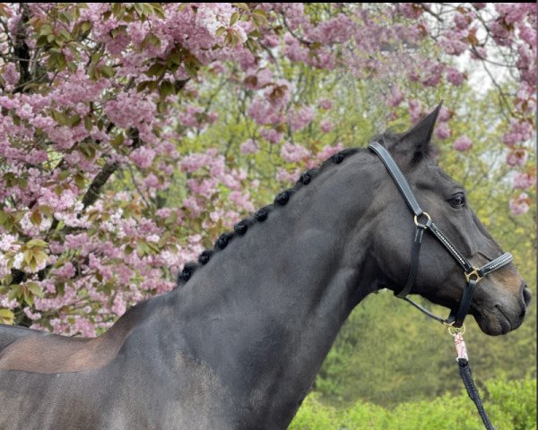 dressage horse Dawn Mbc (Holsteiner, 2007, from Dolany)