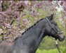 dressage horse Dawn Mbc (Holsteiner, 2007, from Dolany)