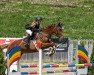 jumper Quirada 2 (German Sport Horse, 2008, from Quaterback)