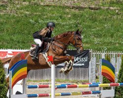 jumper Quirada 2 (German Sport Horse, 2008, from Quaterback)