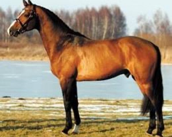 stallion Tornesch (Royal Warmblood Studbook of the Netherlands (KWPN), 2000, from Lux Z)