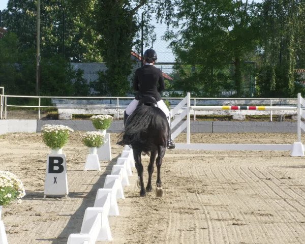 Reitturnier Billigheim 2023