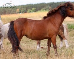 Pferd Bluna aus dem Spessart (Dt.Part-bred Shetland Pony, 2020, von Fussel)