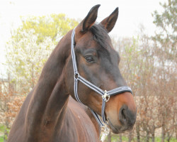 dressage horse Vitali 32 (Oldenburg, 2017, from Vitalis)