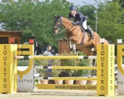 jumper Hannes Vs (KWPN (Royal Dutch Sporthorse), 2012, from Eldorado vd Zeshoek Tn)