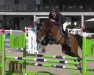 jumper Charly Blue CH (Swiss Warmblood, 2017, from Stolzenberg)