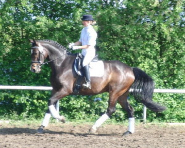 dressage horse Fiano's Boy (Westphalian, 2005, from Fiano)