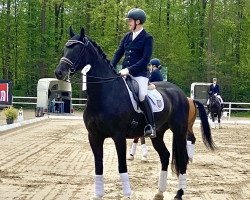 dressage horse Fred Astaire F (Oldenburg, 2015, from Blue Hors First Choice)