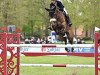 jumper Cordani PS (Hanoverian, 2014, from Cornet’s Balou)