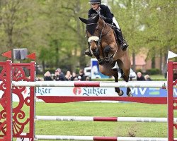 jumper Cordani PS (Hanoverian, 2014, from Cornet’s Balou)