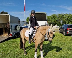 dressage horse Ballindown Imelda (Pony without race description, 2012)