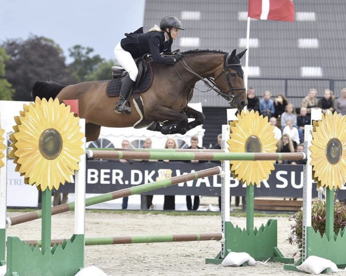 broodmare Cloi (Holsteiner, 2010, from Quirado)
