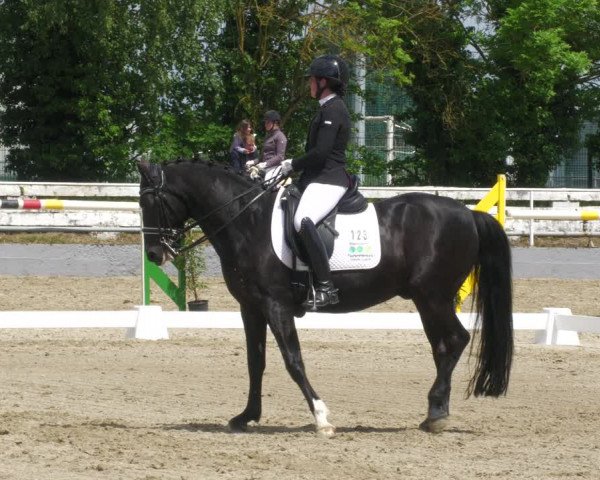 Reitturnier Billigheim 2023