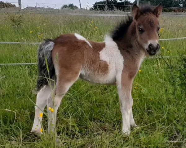 horse Elinora von Abt (Dt.Part-bred Shetland pony, 2022, from Mikosch von Abt)