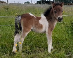 Pferd Elinora von Abt (Dt.Part-bred Shetland Pony, 2022, von Mikosch von Abt)