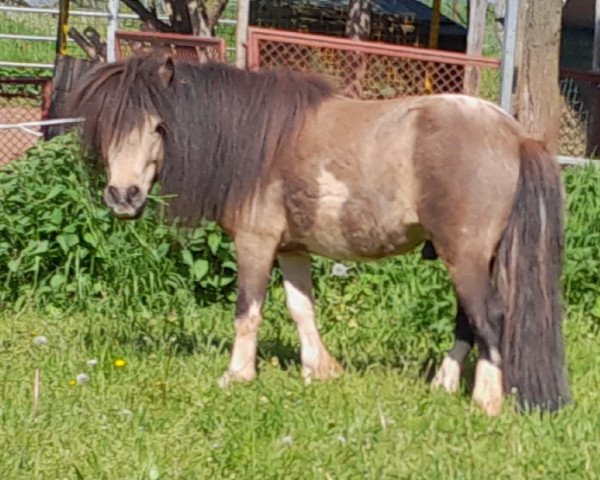 stallion Wildfire von Abt (Dt.Part-bred Shetland pony, 2018, from Willow vom Olendiek)