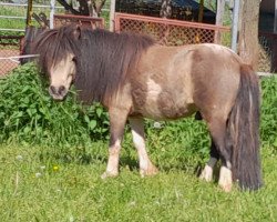 stallion Wildfire von Abt (Dt.Part-bred Shetland pony, 2018, from Willow vom Olendiek)