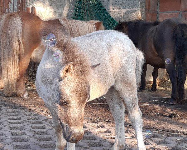 horse Bubblegum von Abt (Dt.Part-bred Shetland pony, 2021, from Monty)