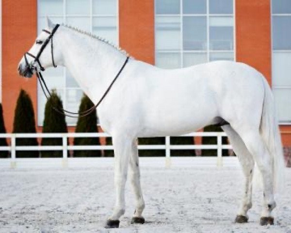 stallion Cornet Obolensky (Belgian Warmblood, 1999, from Clinton)