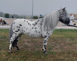 stallion Monty (Dt.Part-bred Shetland pony, 2015, from Manitu)