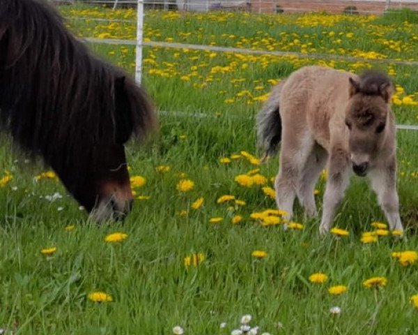 horse Bonnie von Abt (Dt.Part-bred Shetland pony, 2023, from Monty)