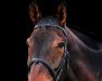 dressage horse Keiki Keoki (Bavarian, 2001, from Nimrod B)