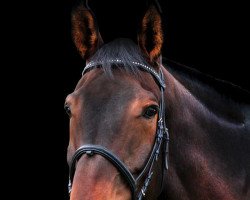 dressage horse Keiki Keoki (Bavarian, 2001, from Nimrod B)