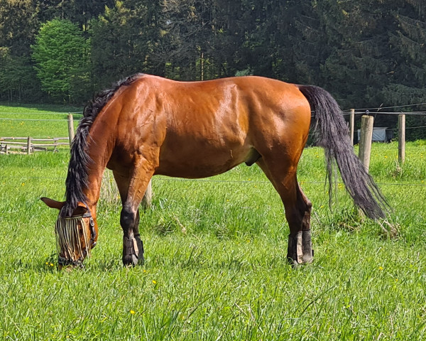 dressage horse Paso Doble (Trakehner, 2016, from Flakon Go)