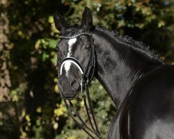 dressage horse Rigoletta 21 (Rhinelander, 2005, from Ruisador)