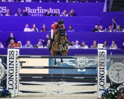 jumper Acota M (Oldenburg show jumper, 2013, from Toulon)