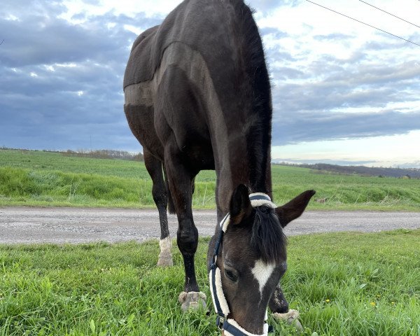 Springpferd Gipsy 326 (unbekannt, 1996, von Liberty Son)