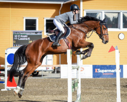 jumper Cassina K (Hanoverian, 2012, from Cassini II)