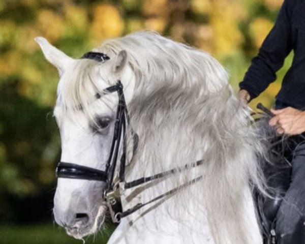 dressage horse Dotado Das Leziras (Lusitano, 2009)