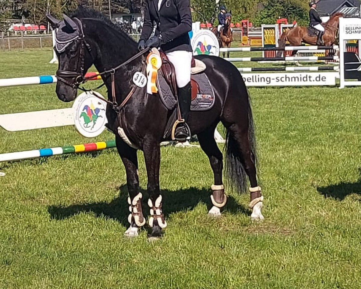 Springpferd Starpower Casall (Deutsches Reitpony, 2015, von Carnuet)