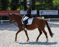 broodmare Buschhof Dori B (German Riding Pony, 2003, from Golden Dancer)