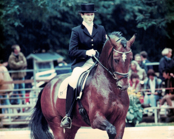 Pferd Cleveland (Holsteiner, 1991, von Calypso I)