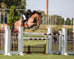 Springpferd Altivo (Irish Sport Horse, 2011, von Arkansas)