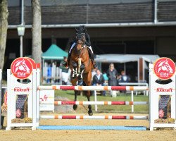 jumper CANTONA V VOGLGUT (Österreichisches Warmblut, 2017, from Crown Z)