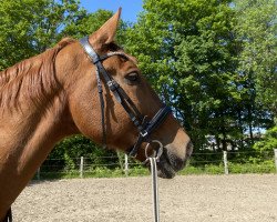 horse Goethe Junior (Hanoverian, 2002, from Goethe)