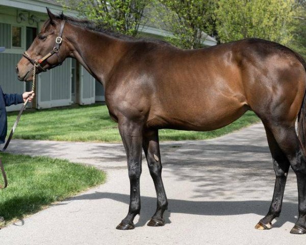 broodmare Abrogate xx (Thoroughbred, 2018, from Outwork xx)