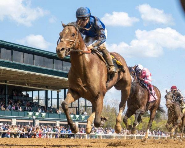 horse Aussie Pride xx (Thoroughbred, 2018, from Curlin xx)