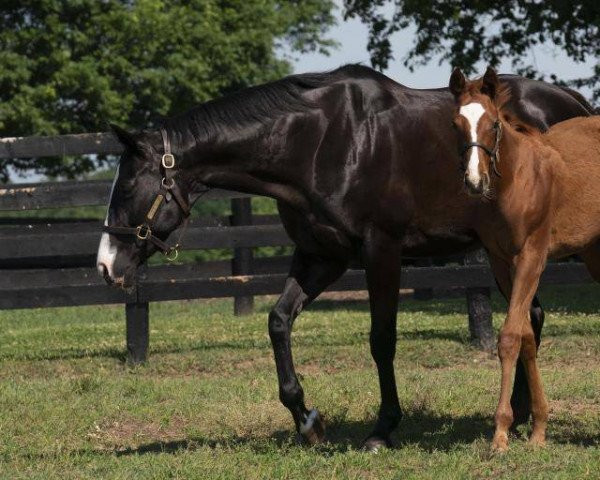 horse Stute von Curlin xx (Thoroughbred, 2022, from Curlin xx)