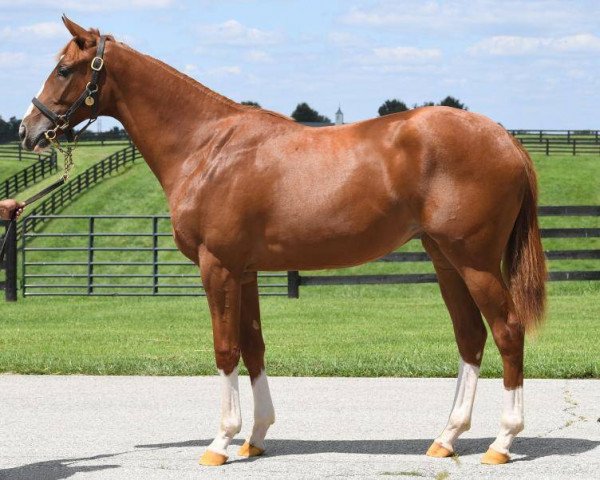 horse Sally´s Curlin xx (Thoroughbred, 2016, from Curlin xx)